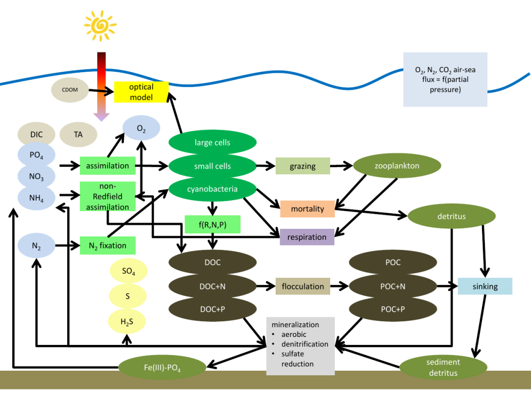 Interaktionsdiagramm des Biogeochemie-Submoduls ERGOM